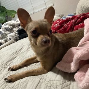 Meet your Posher, Silvia